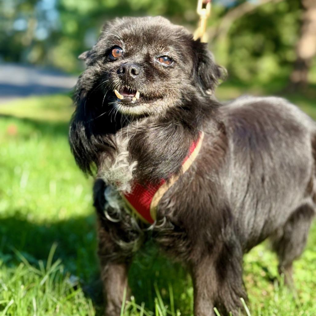 Meredith, a Adoptable mixed breed image 3/6