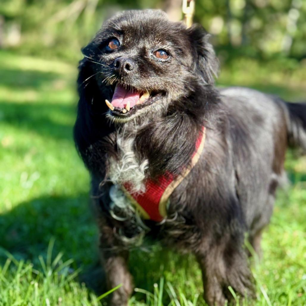 Enlarge Meredith, a Adoptable mixed breed in East Hampton, NY image 5/5