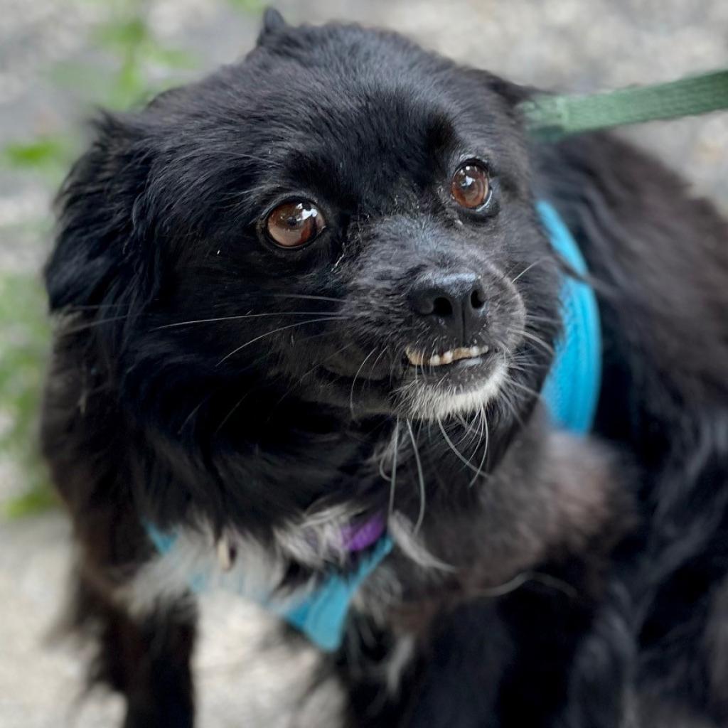 Meredith, a Adoptable mixed breed image 6/6