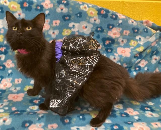 Bai-Gentle Sweetie, a ADOPTABLE Domestic Medium Hair in Arlington, VA image 4/5