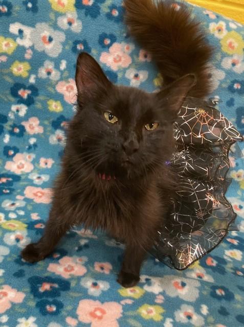 Bai-Gentle Sweetie, a ADOPTABLE Domestic Medium Hair in Arlington, VA image 3/5