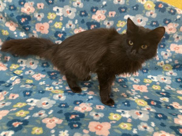Bai-Gentle Sweetie, a ADOPTABLE Domestic Medium Hair in Arlington, VA image 1/5