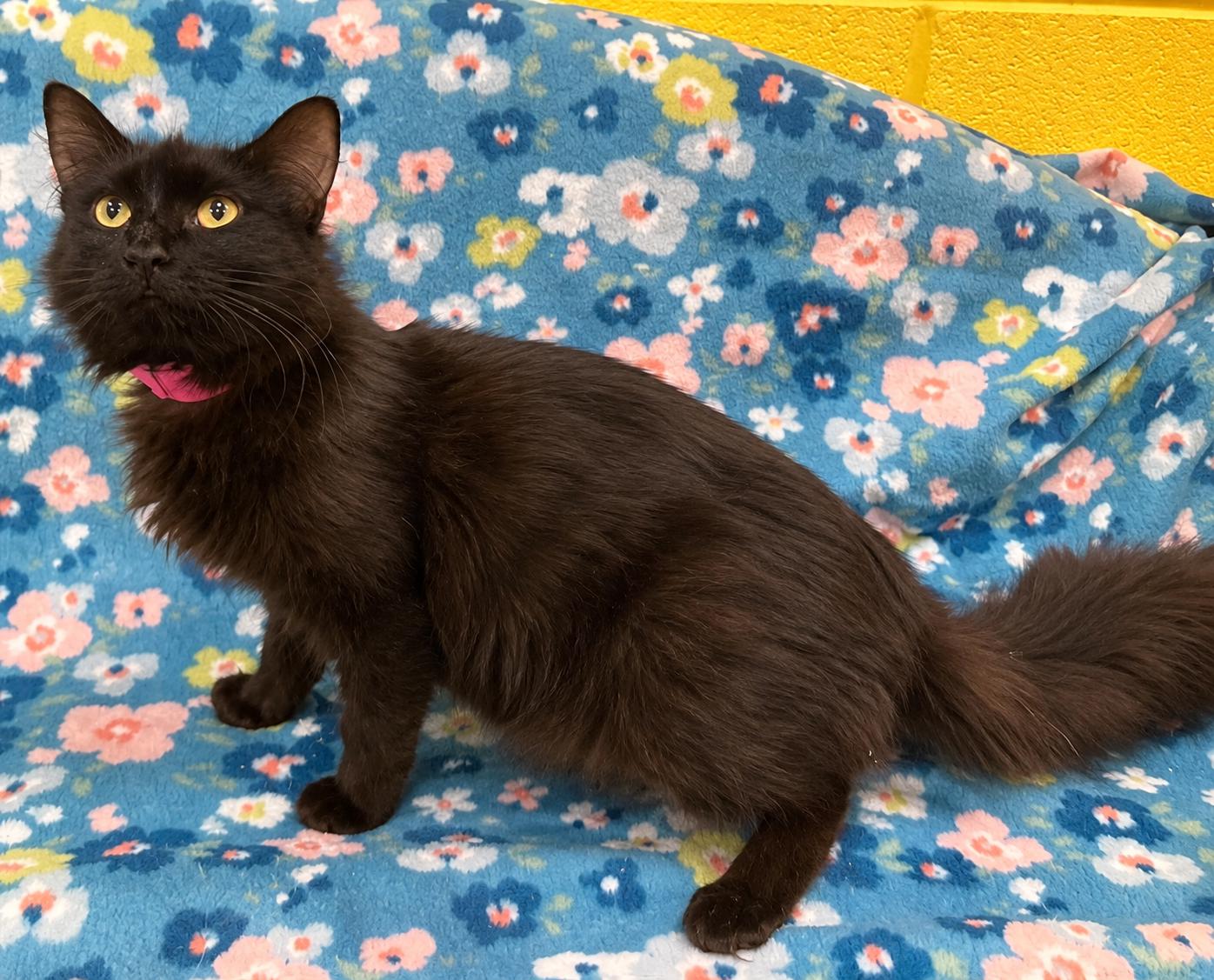 Enlarge Bai-Gentle Sweetie, a ADOPTABLE Domestic Medium Hair in Arlington, VA image 3/5
