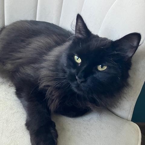 Bai-Gentle Sweetie, Adoptable, Adult Female Domestic Medium Hair.