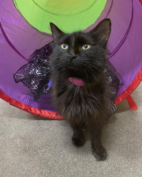 Bai-Gentle Sweetie, a ADOPTABLE Domestic Medium Hair in Arlington, VA image 2/5