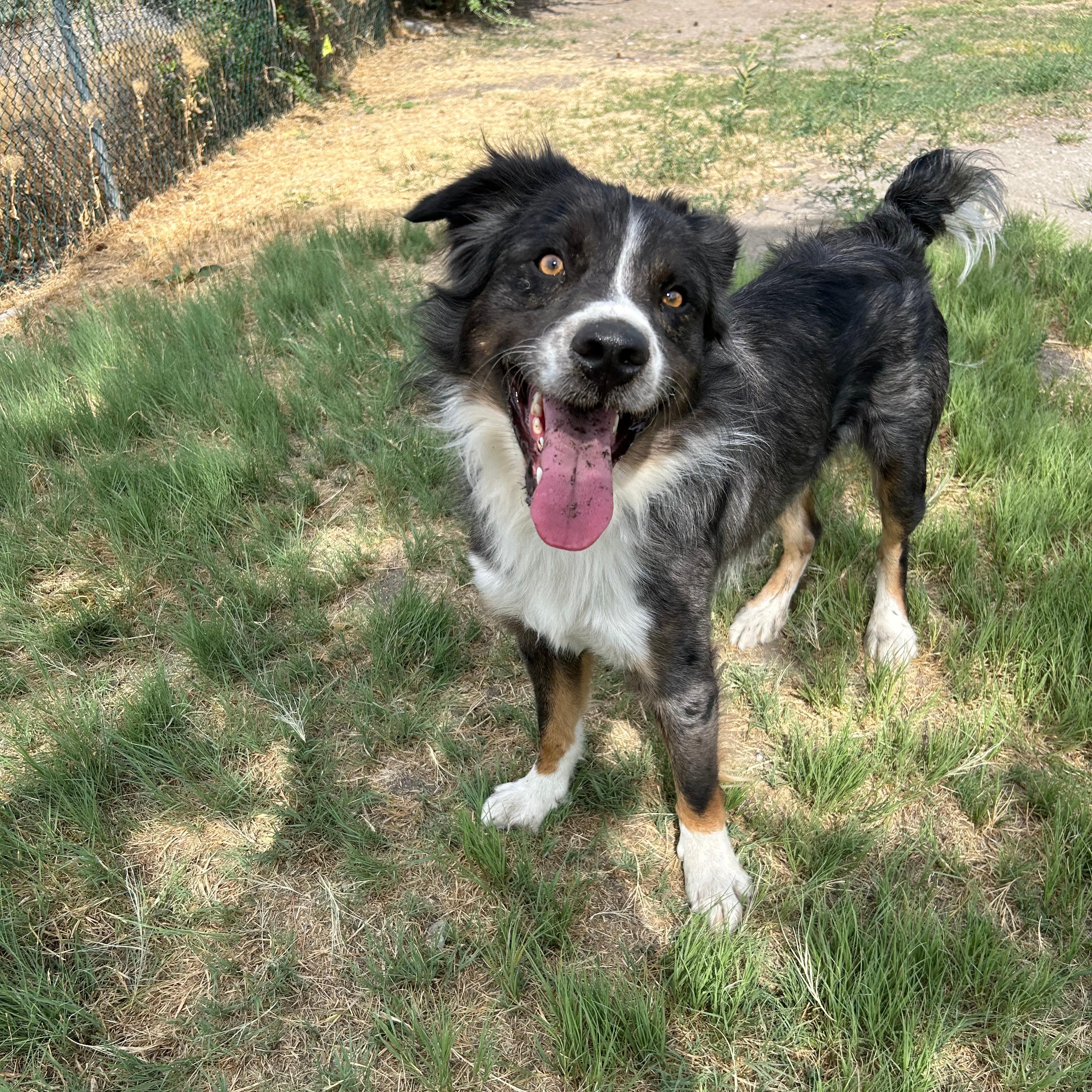 Enlarge Buster, a ADOPTABLE mixed breed in Lindon, UT image 1/6