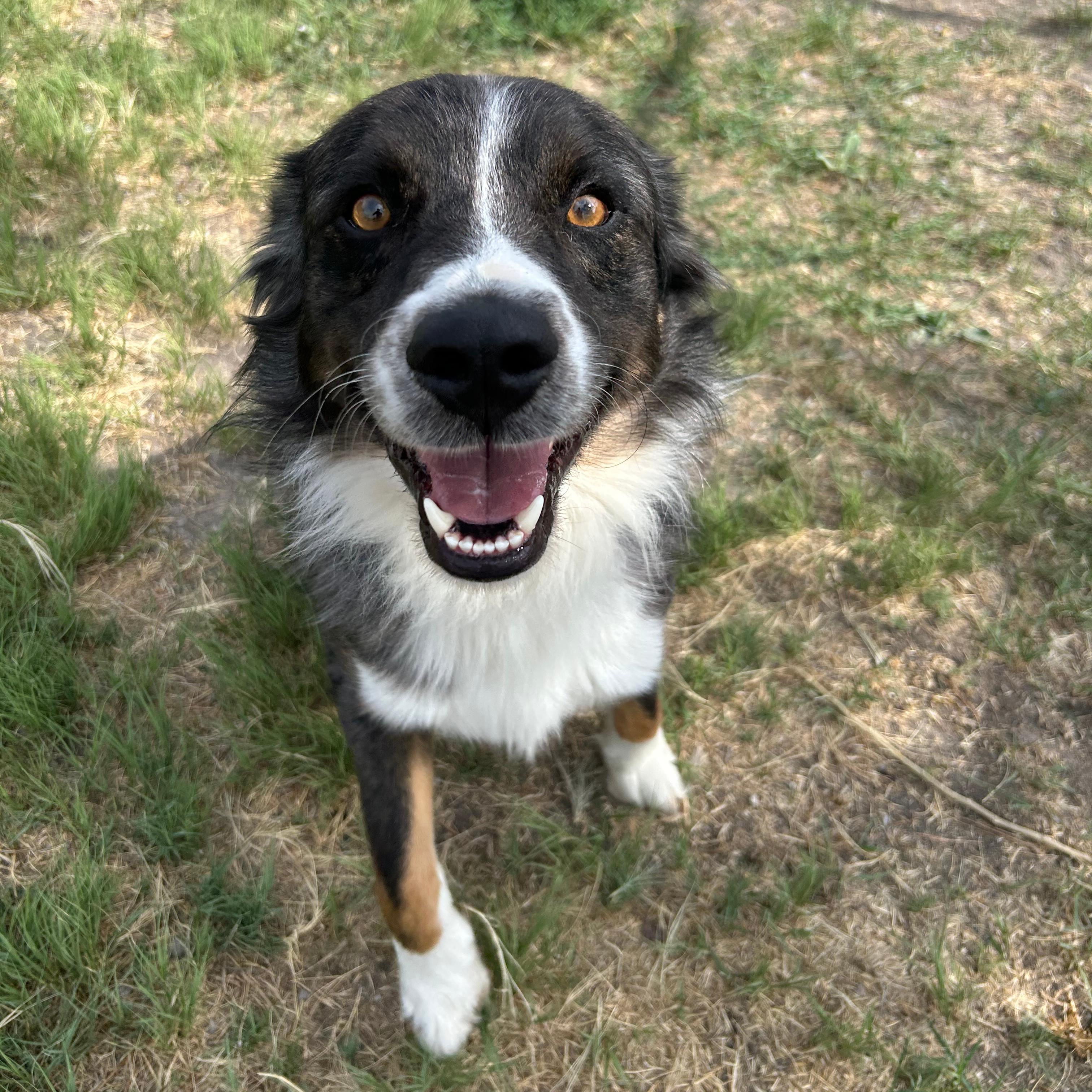 Enlarge Buster, a ADOPTABLE mixed breed in Lindon, UT image 3/6