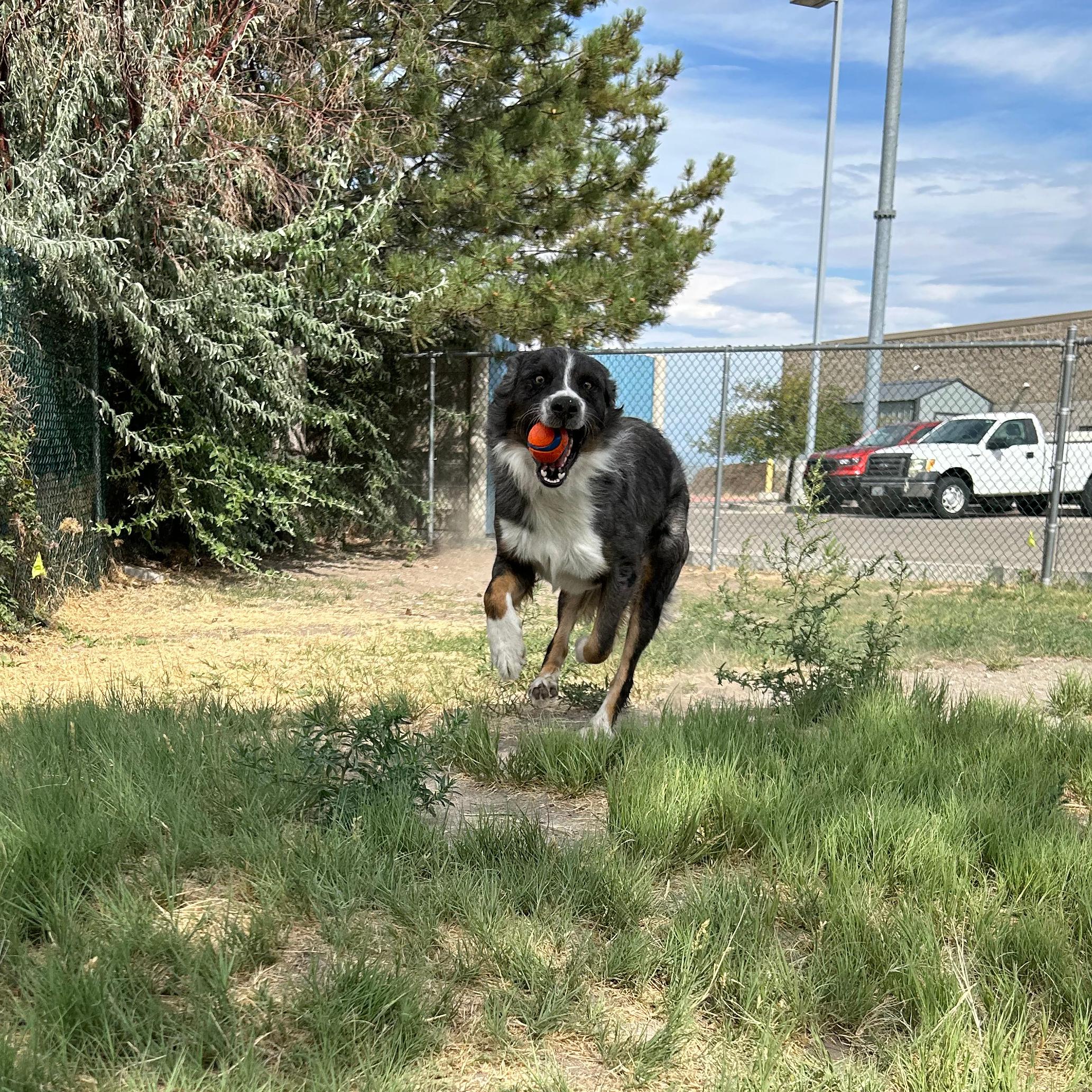 Enlarge Buster, a ADOPTABLE mixed breed in Lindon, UT image 2/6