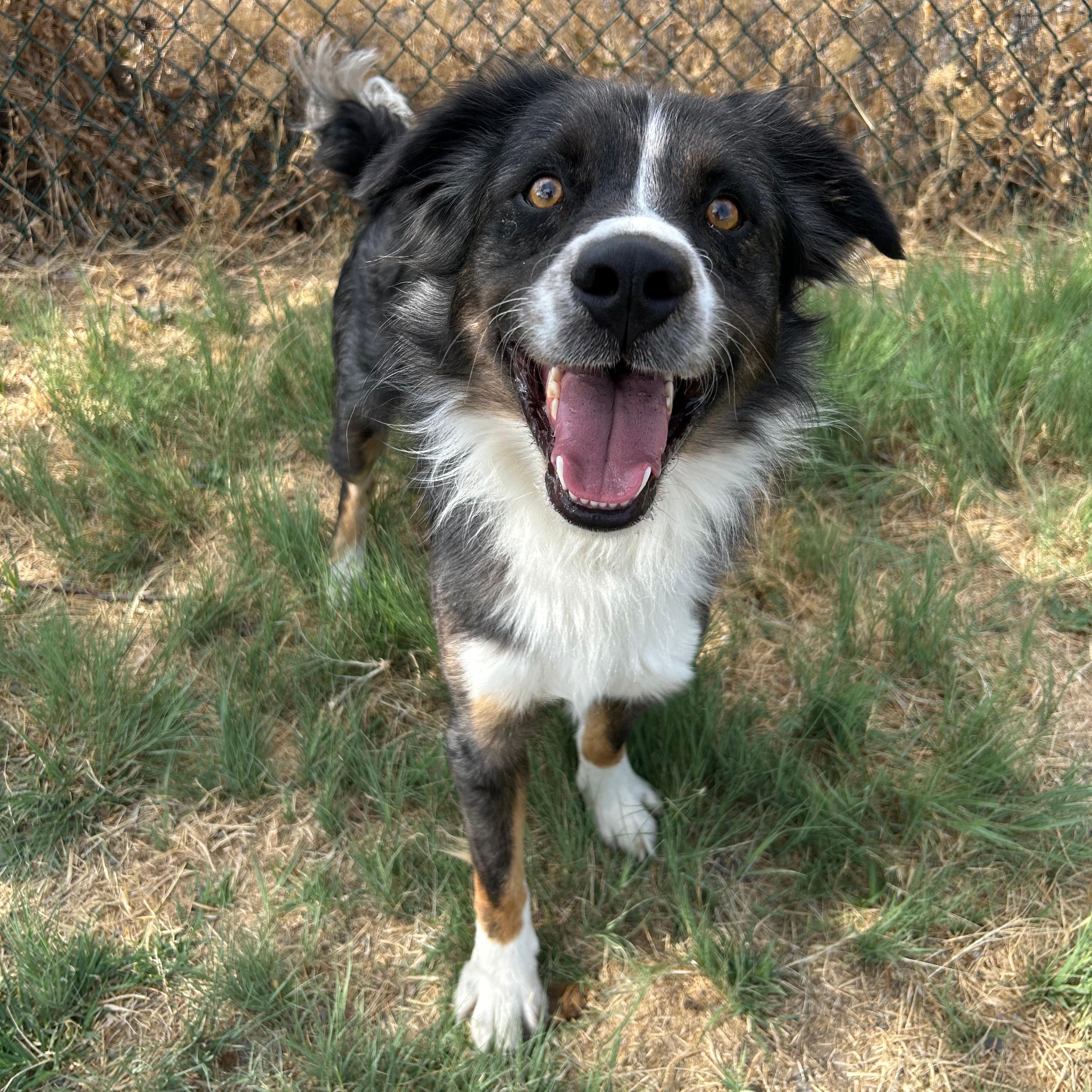 Enlarge Buster, a ADOPTABLE mixed breed in Lindon, UT image 5/6