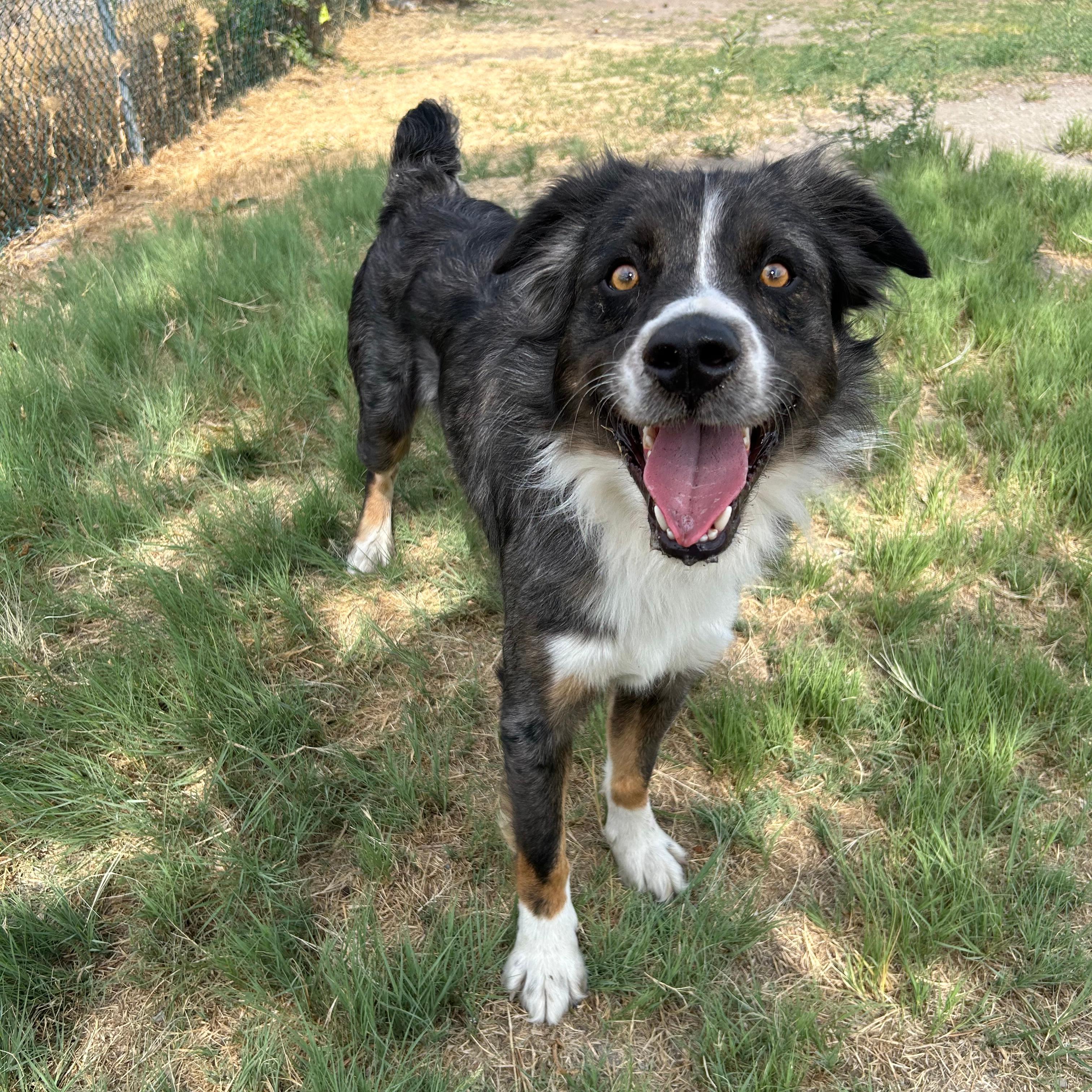 Enlarge Buster, a ADOPTABLE mixed breed in Lindon, UT image 4/6