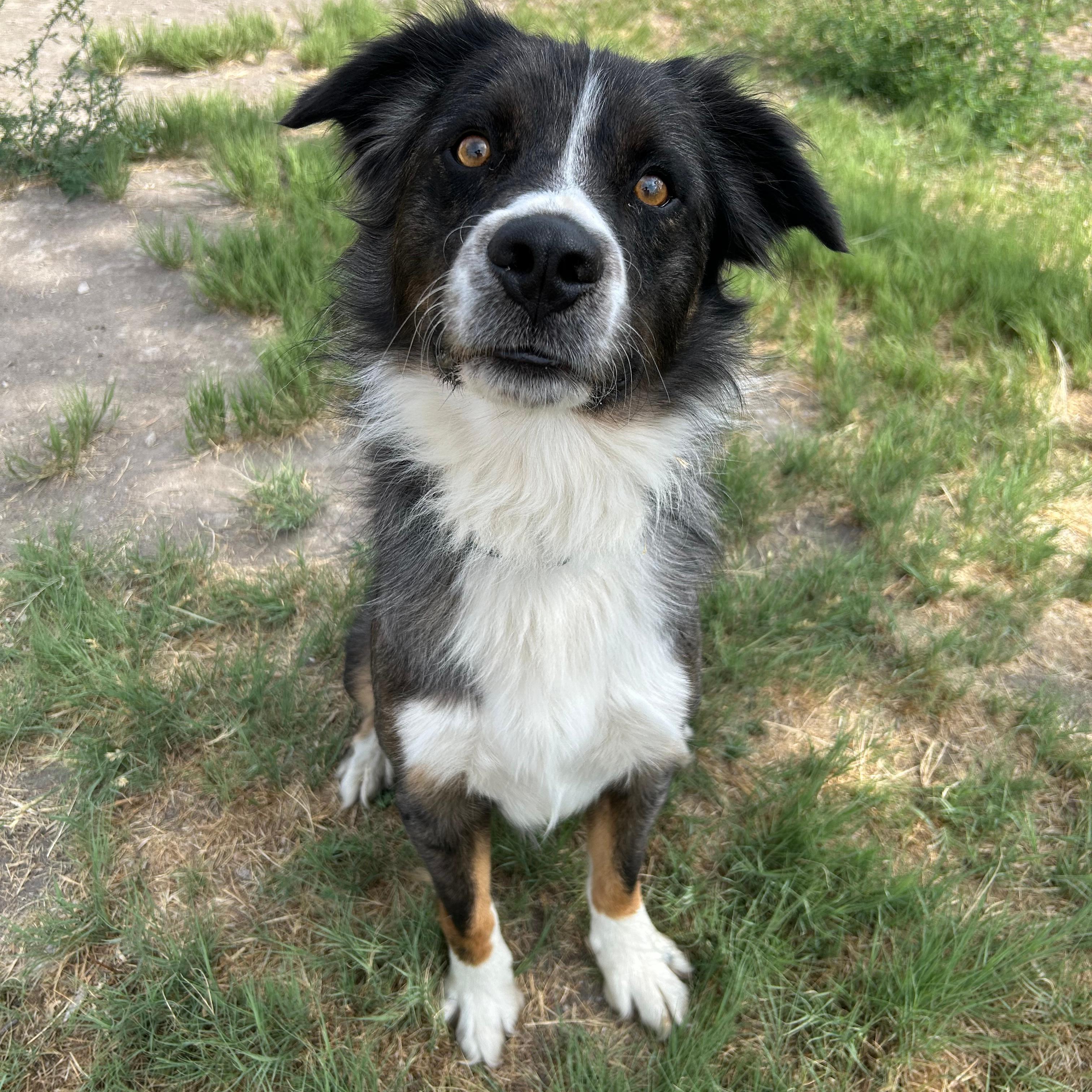 Enlarge Buster, a ADOPTABLE mixed breed in Lindon, UT image 6/6