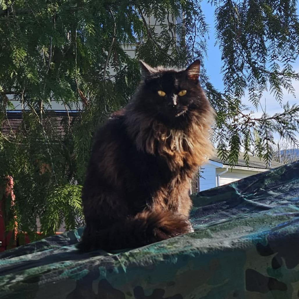 Raven, Adoptable, Young Female Domestic Medium Hair.