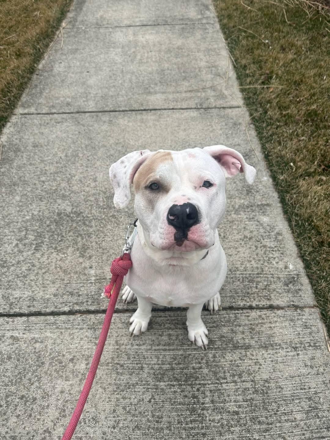Enlarge Blanco, a Adopted mixed breed in White Lake, MI image 1/4