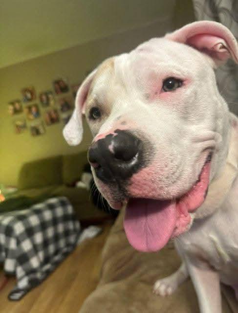 Enlarge Blanco, a Adopted mixed breed in White Lake, MI image 2/4