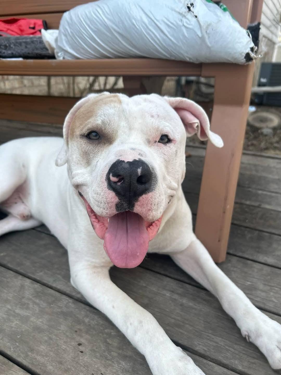 Enlarge Blanco, a Adopted mixed breed in White Lake, MI image 3/4