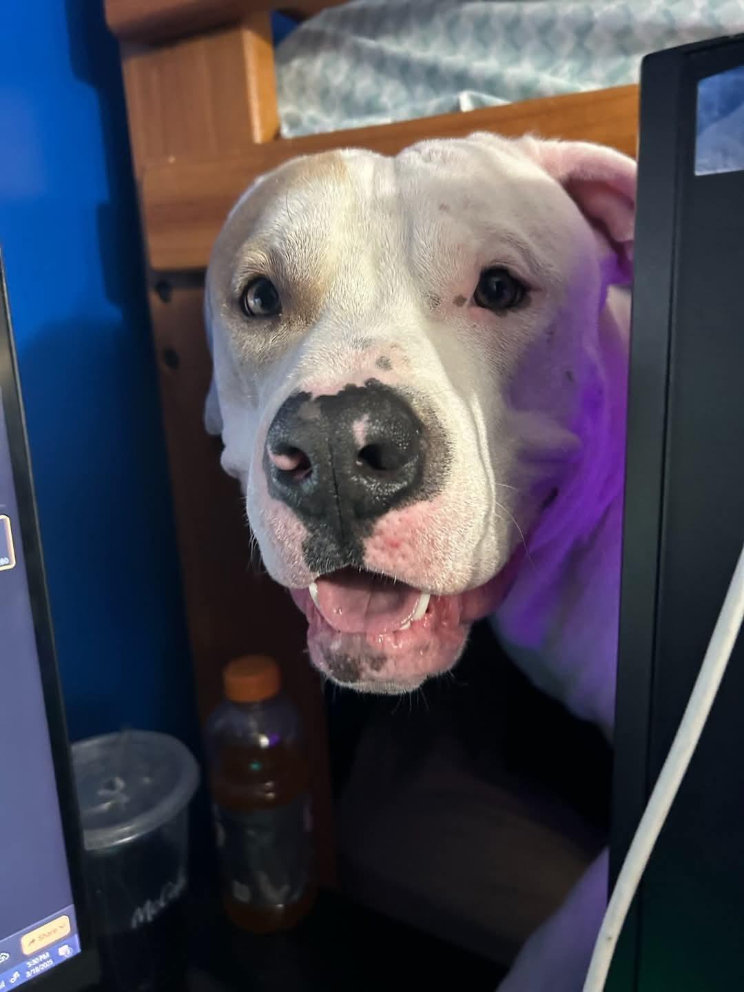 Enlarge Blanco, a Adopted mixed breed in White Lake, MI image 4/4