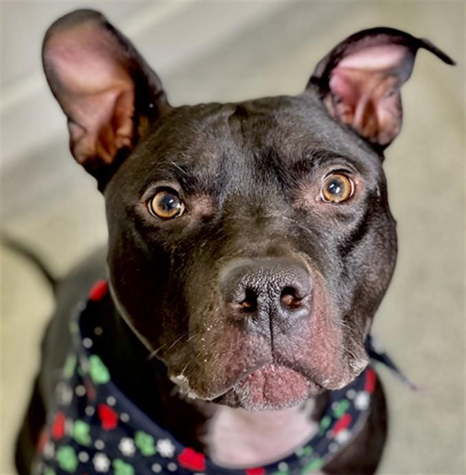 Enlarge DEX, a Adoptable Pit Bull Terrier in Loveland, CO image 1/1