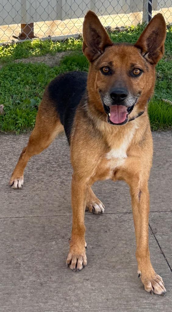 Enlarge Douglas, a Adoptable German Shepherd Dog in Sapulpa, OK image 1/3