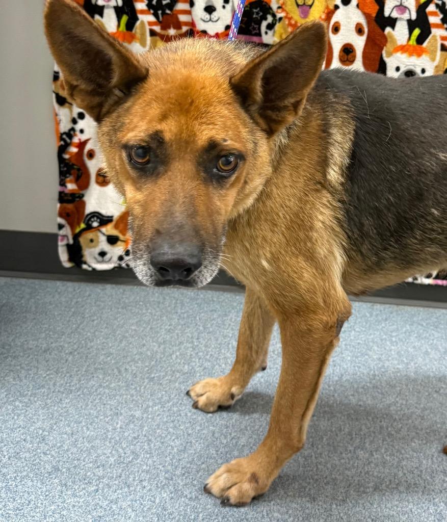 Enlarge Douglas, a Adoptable German Shepherd Dog in Sapulpa, OK image 3/3