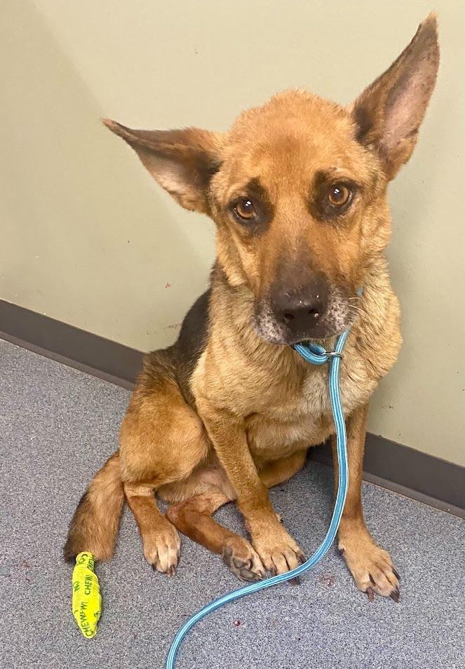 Enlarge Douglas, a Adoptable German Shepherd Dog in Sapulpa, OK image 3/3