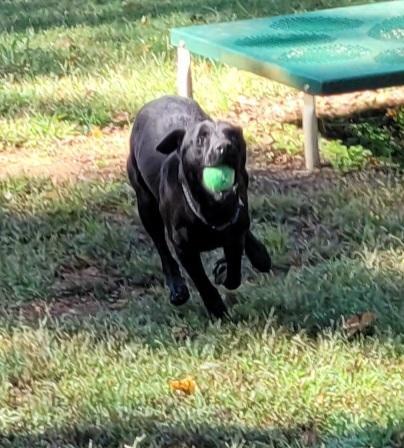 Ace, a Adoptable Labrador Retriever in Lawrenceburg, TN image 1/6
