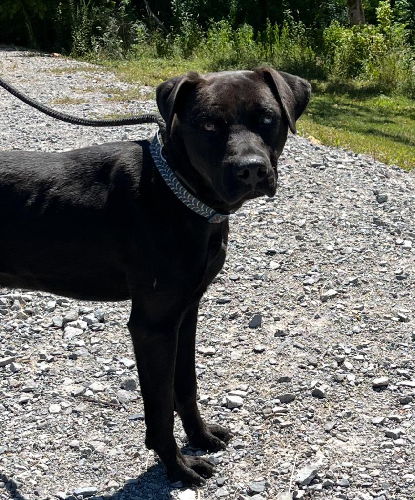 Ace, a Adoptable Labrador Retriever in Lawrenceburg, TN image 2/6