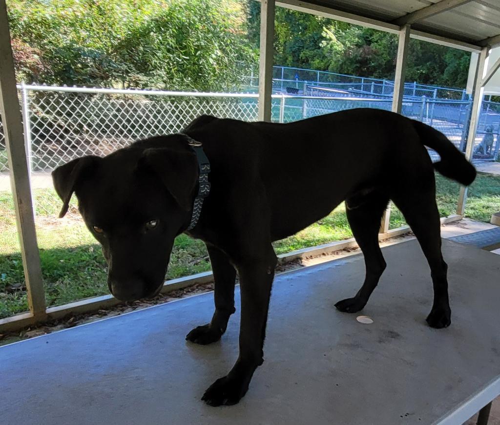 Ace, a Adoptable Labrador Retriever in Lawrenceburg, TN image 3/6