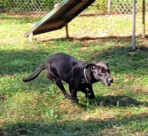 Ace, a Adoptable Labrador Retriever in Lawrenceburg, TN image 4/6