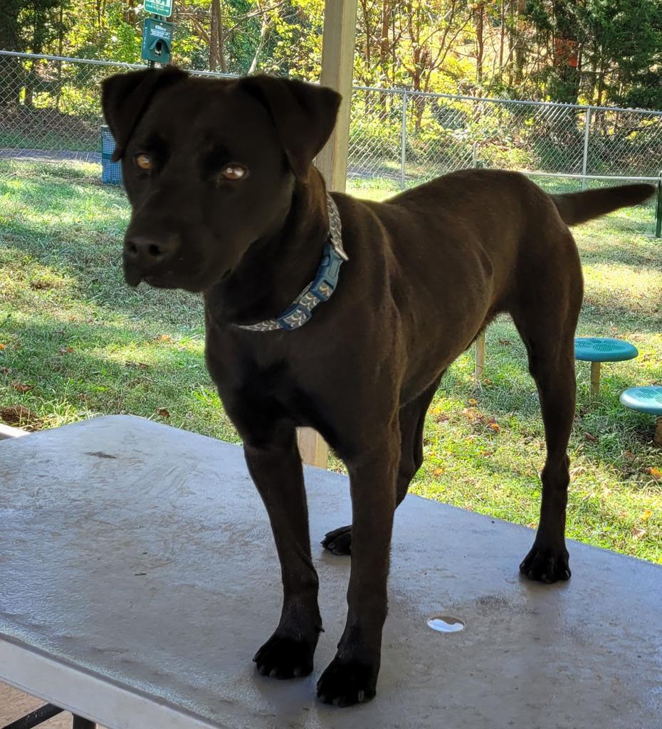 Ace, a Adoptable Labrador Retriever in Lawrenceburg, TN image 5/6