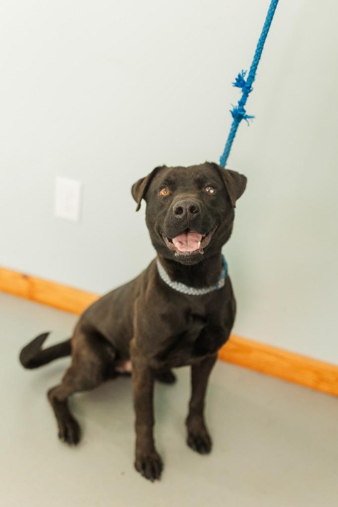 Ace, a Adoptable Labrador Retriever in Lawrenceburg, TN image 6/6