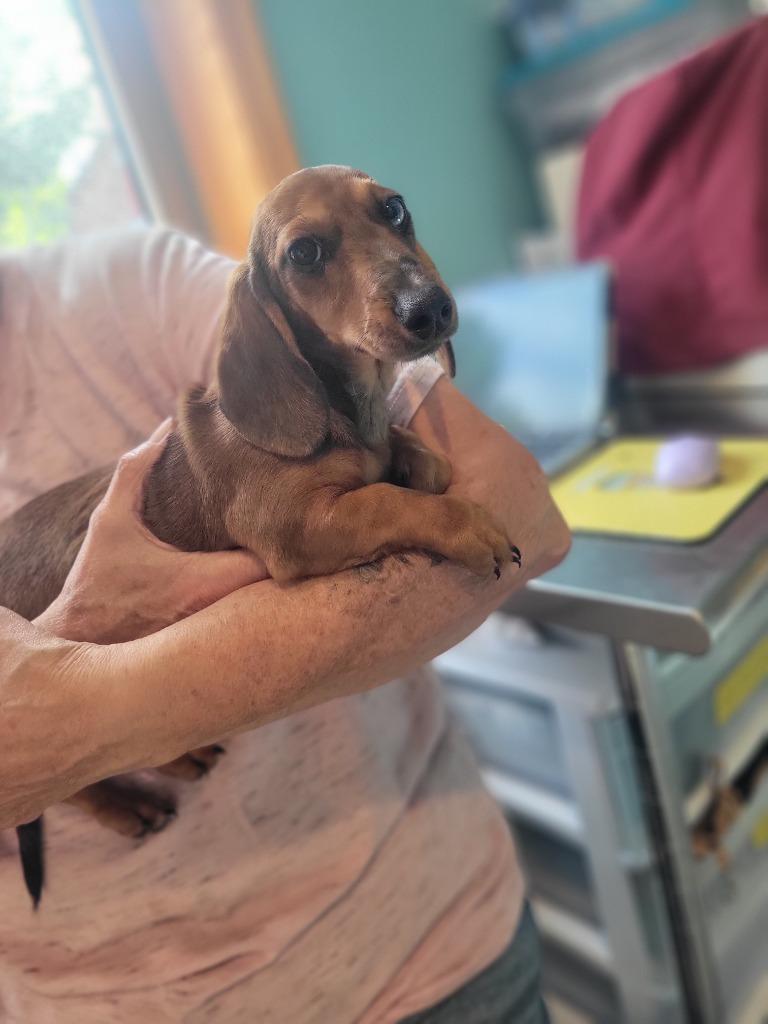 Enlarge AD Tally, a Adoptable Dachshund in Ashland, WI image 1/1