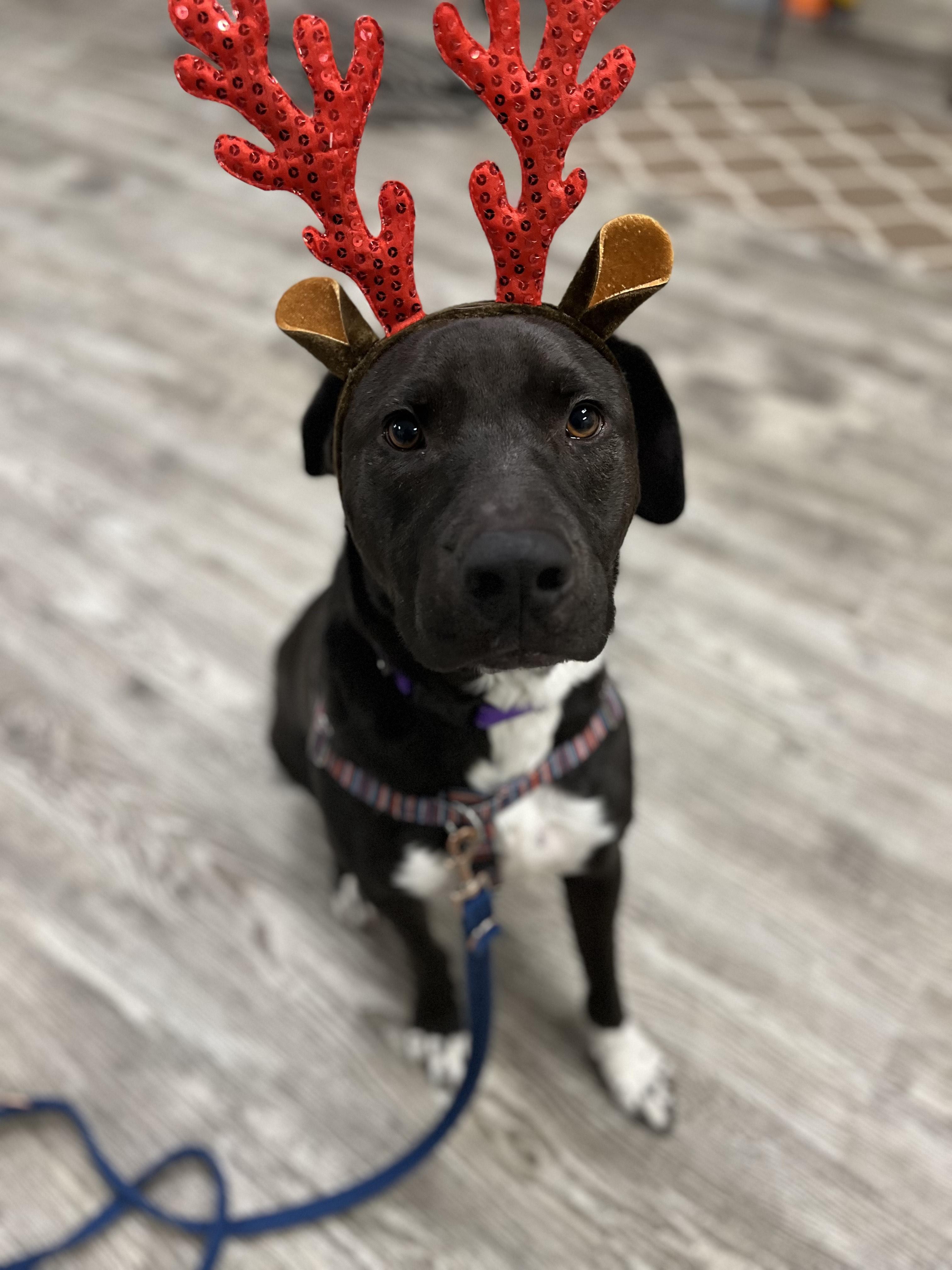 Oreo , adopted, Young Male Labrador Retriever.