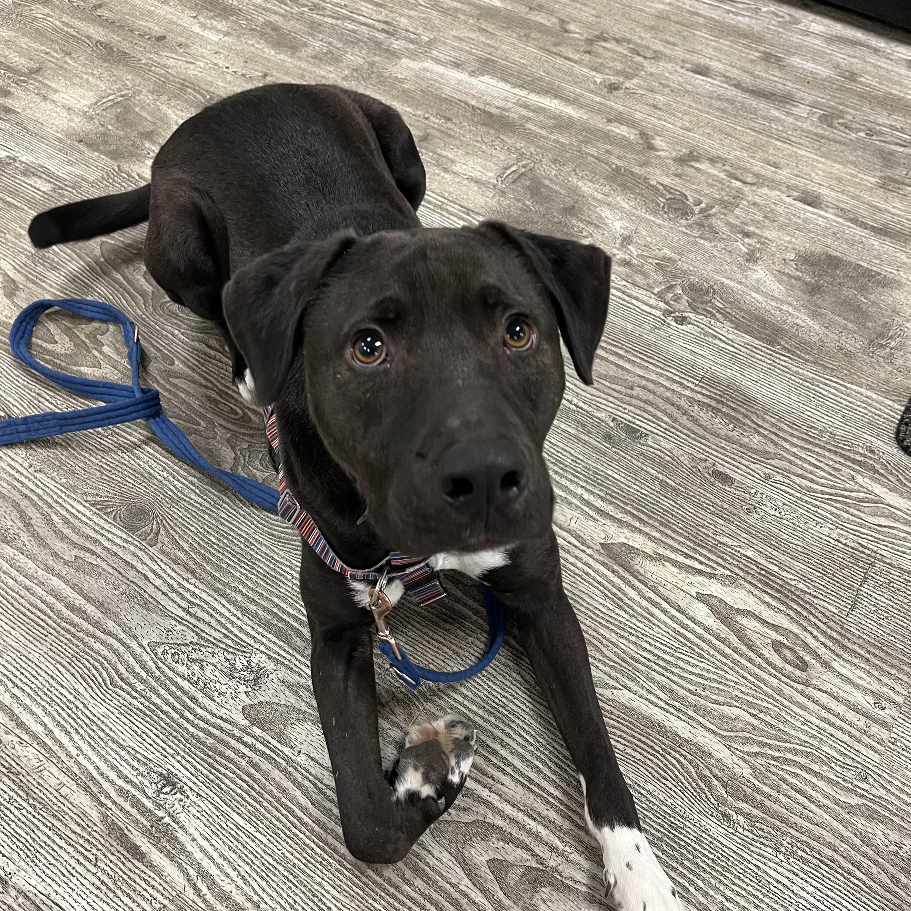 Enlarge Oreo , an adopted mixed breed in Hollis, NH image 2/3