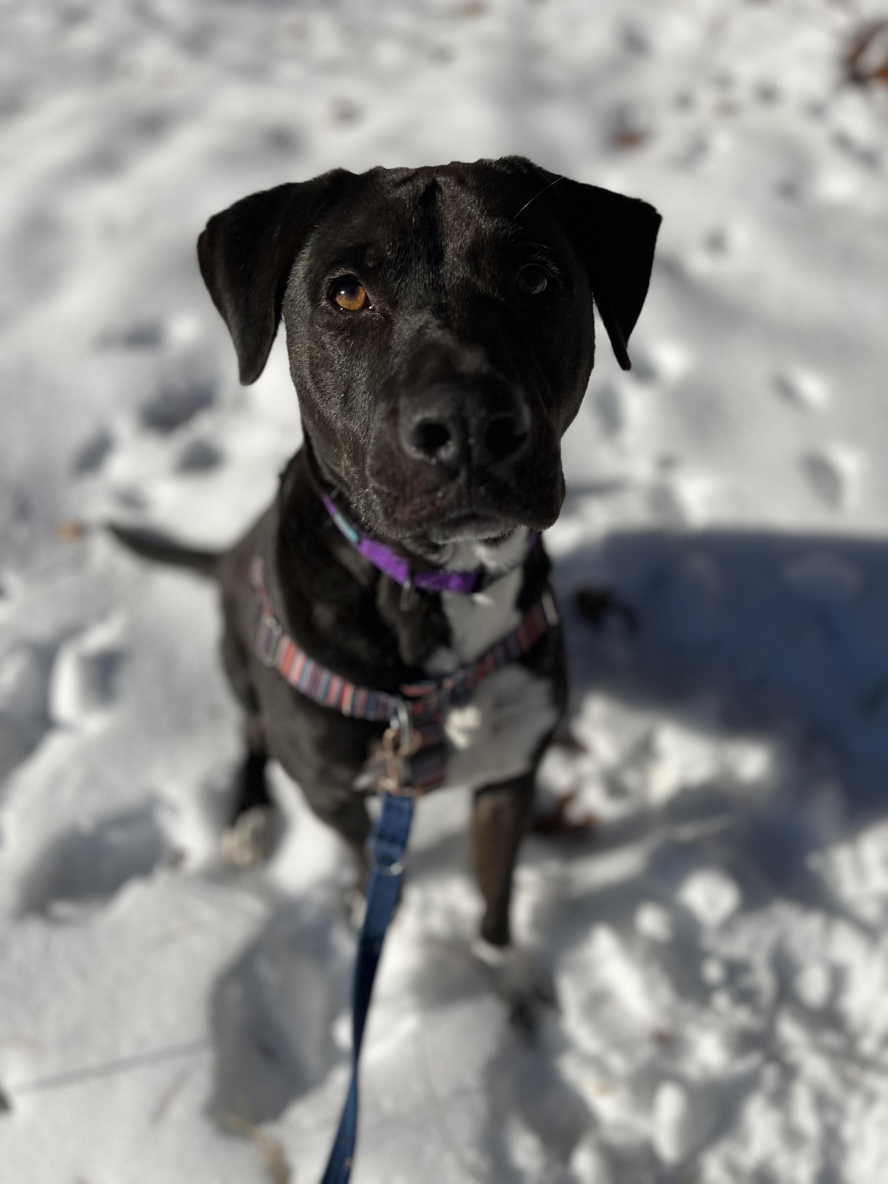 Enlarge Oreo , an adopted mixed breed in Hollis, NH image 3/3