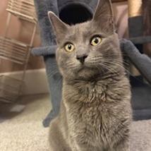 Enlarge Cruz, a ADOPTABLE Domestic Short Hair in Toledo, OH image 1/1