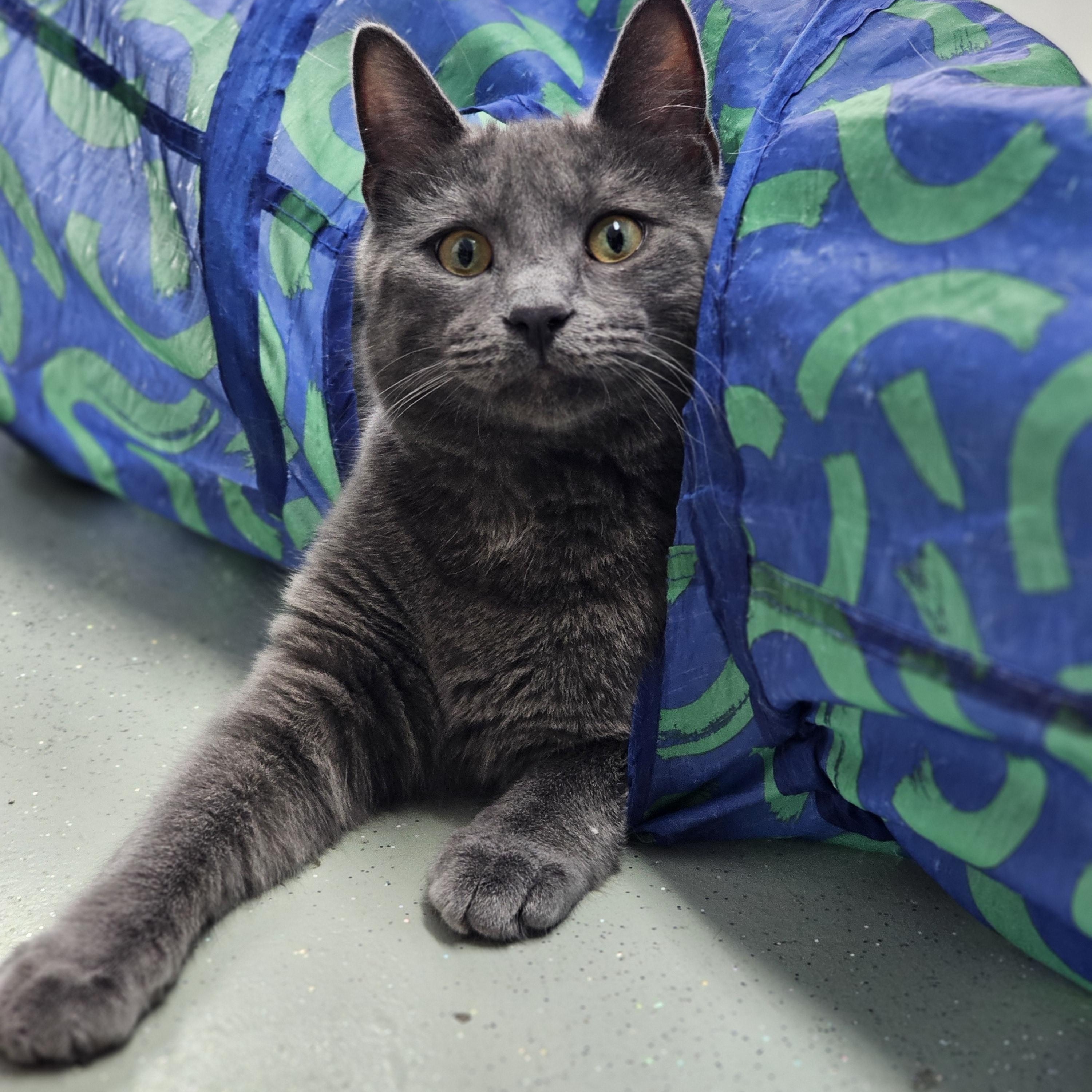 Cruz, ADOPTABLE, Young Male Domestic Short Hair.
