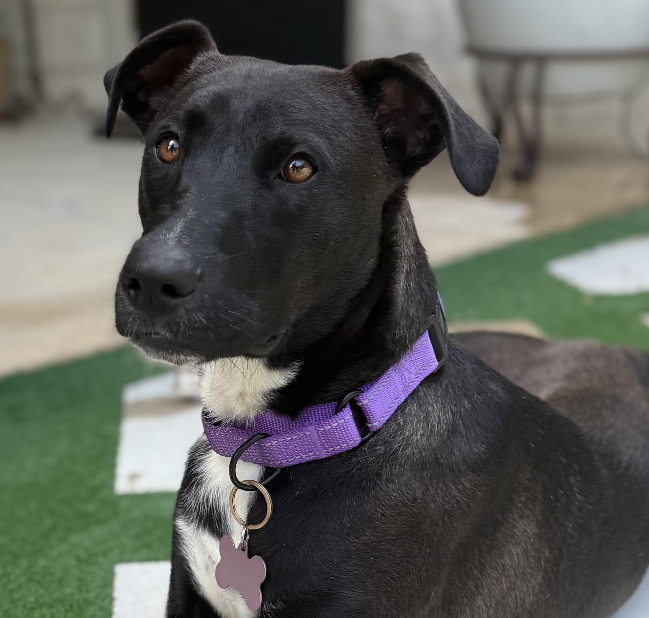 Lolita, a Adoptable mixed breed in Holland , IL image 3/6