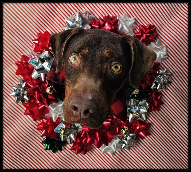 Enlarge BUTCH, a Adoptable mixed breed in Frisco, CO image 1/1