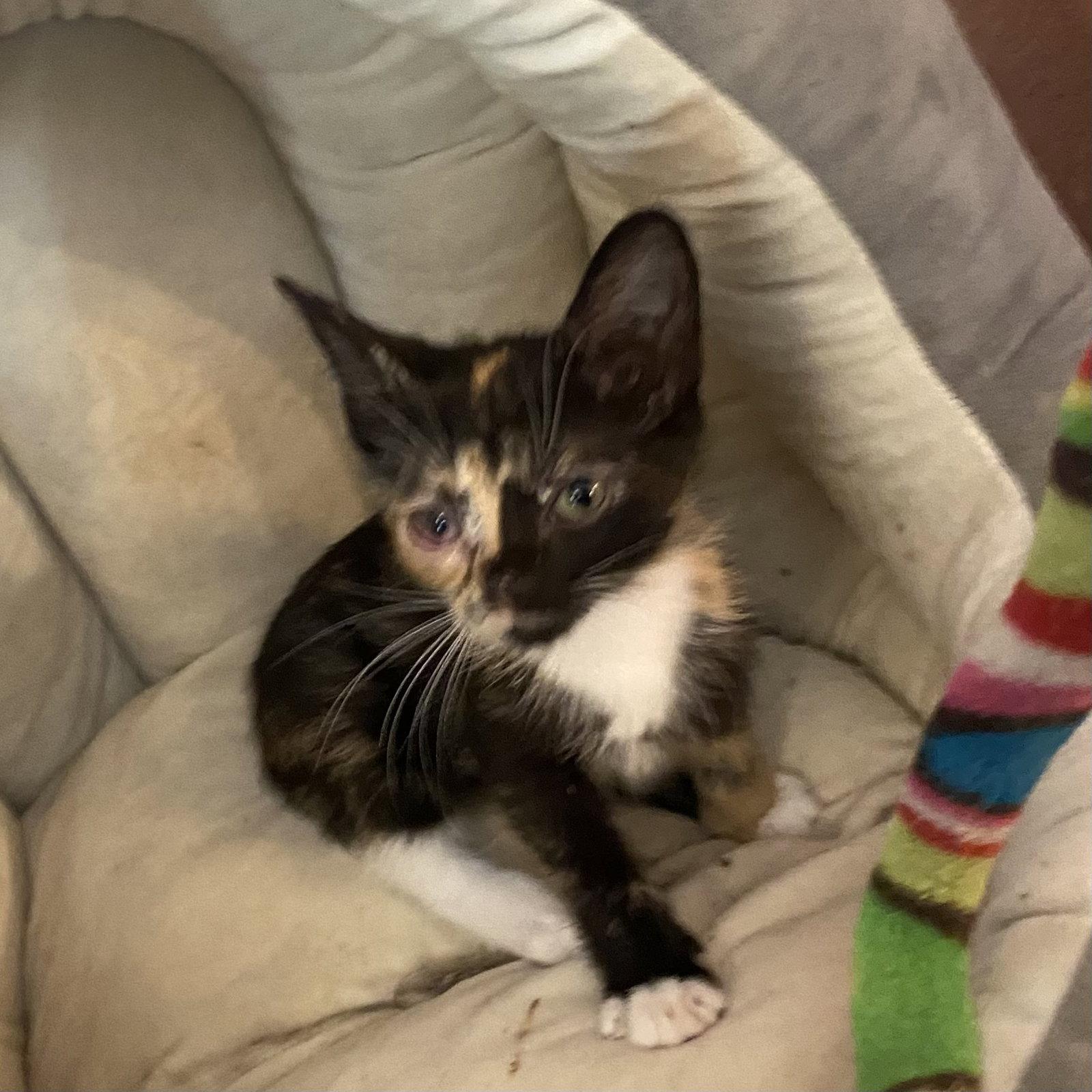 Peach, Adopted, Kitten Female Domestic Short Hair.