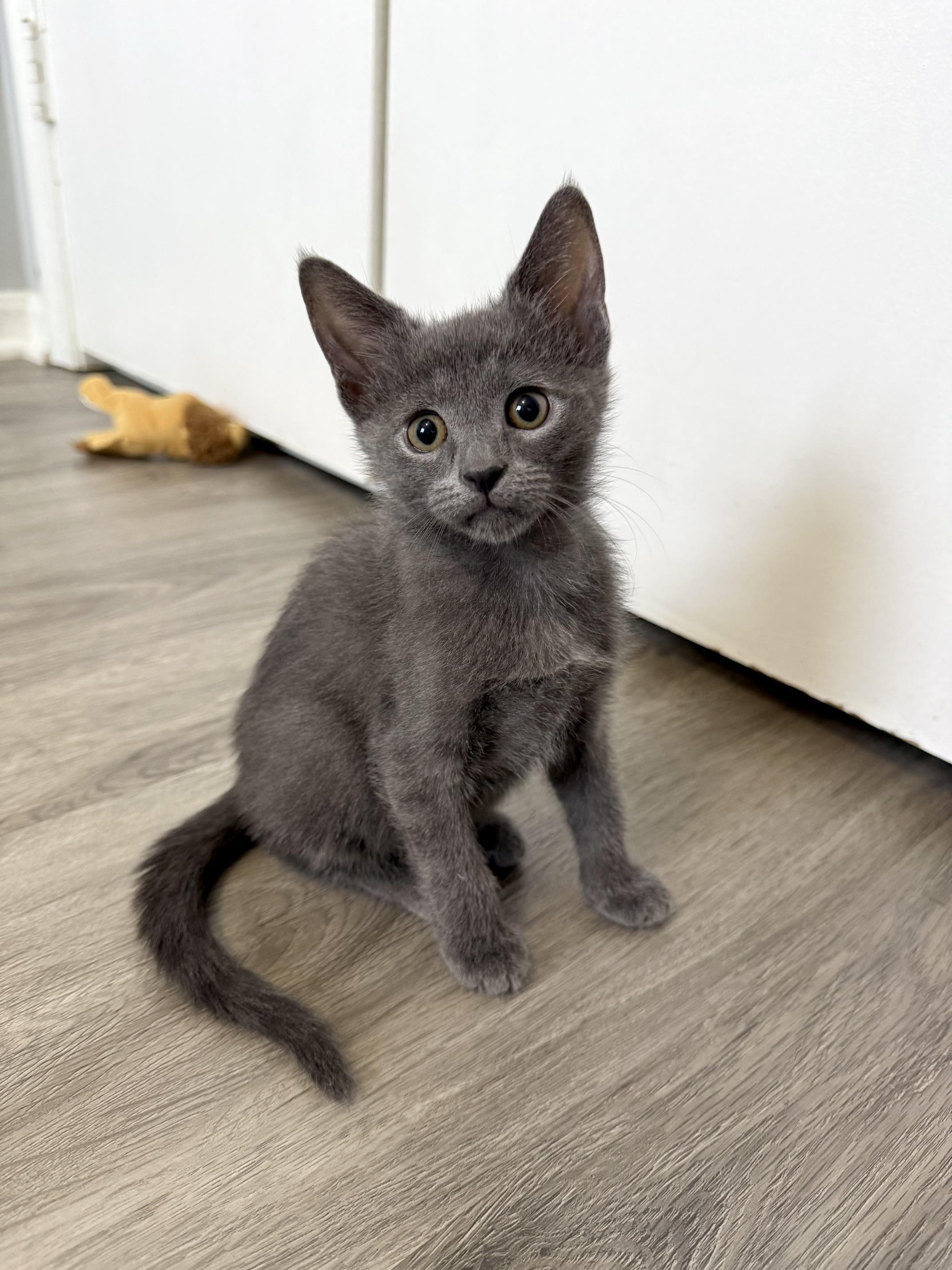 Enlarge Tethys, a Adoptable Domestic Short Hair in Alexandria, VA image 2/4