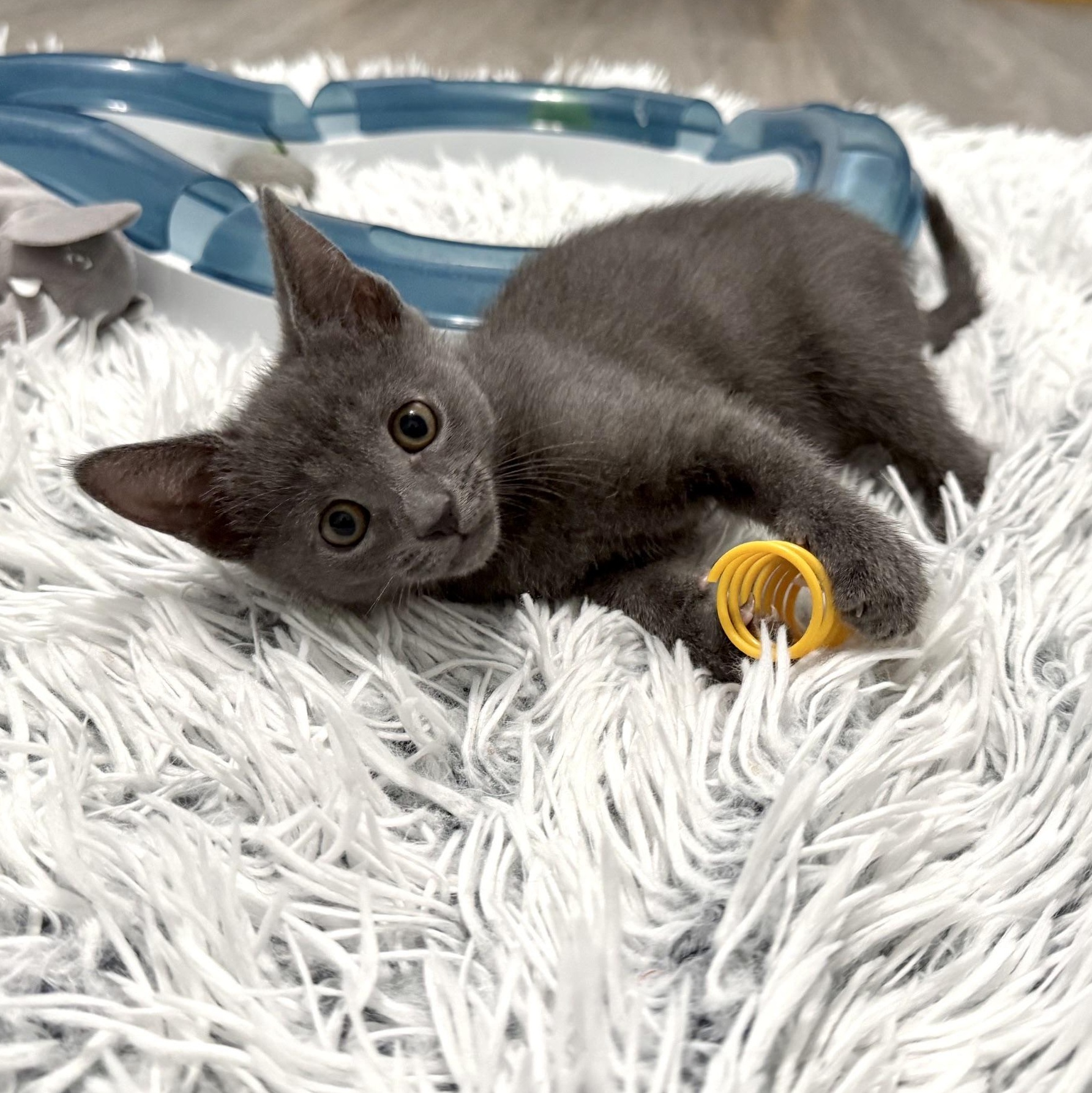 Enlarge Tethys, a Adoptable Domestic Short Hair in Alexandria, VA image 3/4