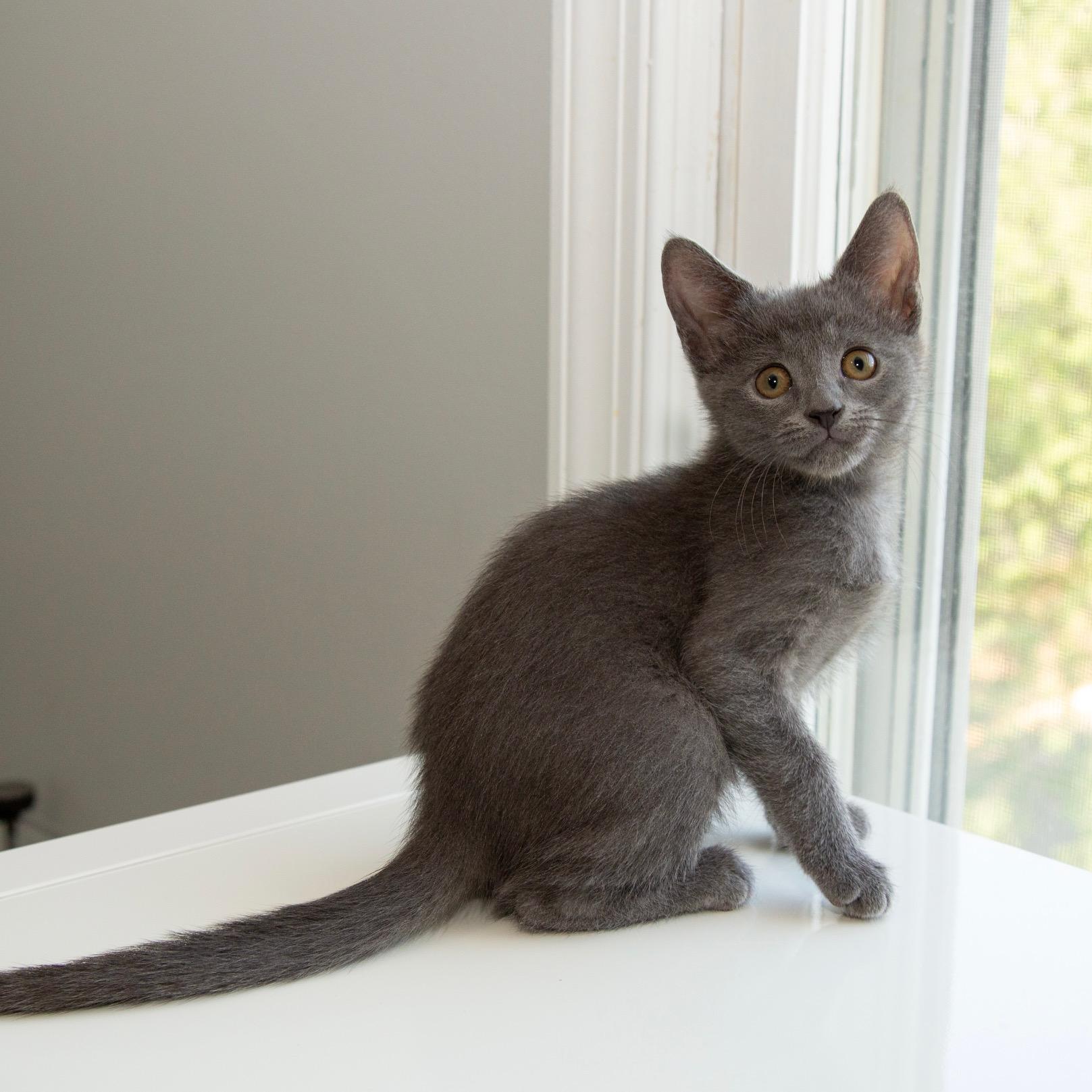 Tethys, Adoptable, Kitten Female Domestic Short Hair.