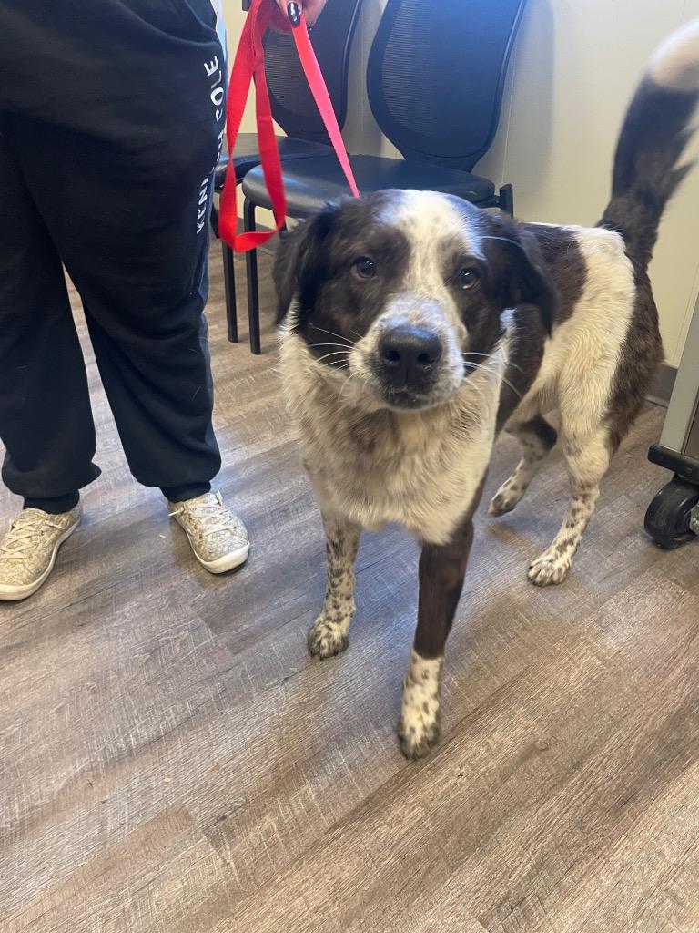 Enlarge La Roy, a Adoptable Collie in Blountville, TN image 1/1
