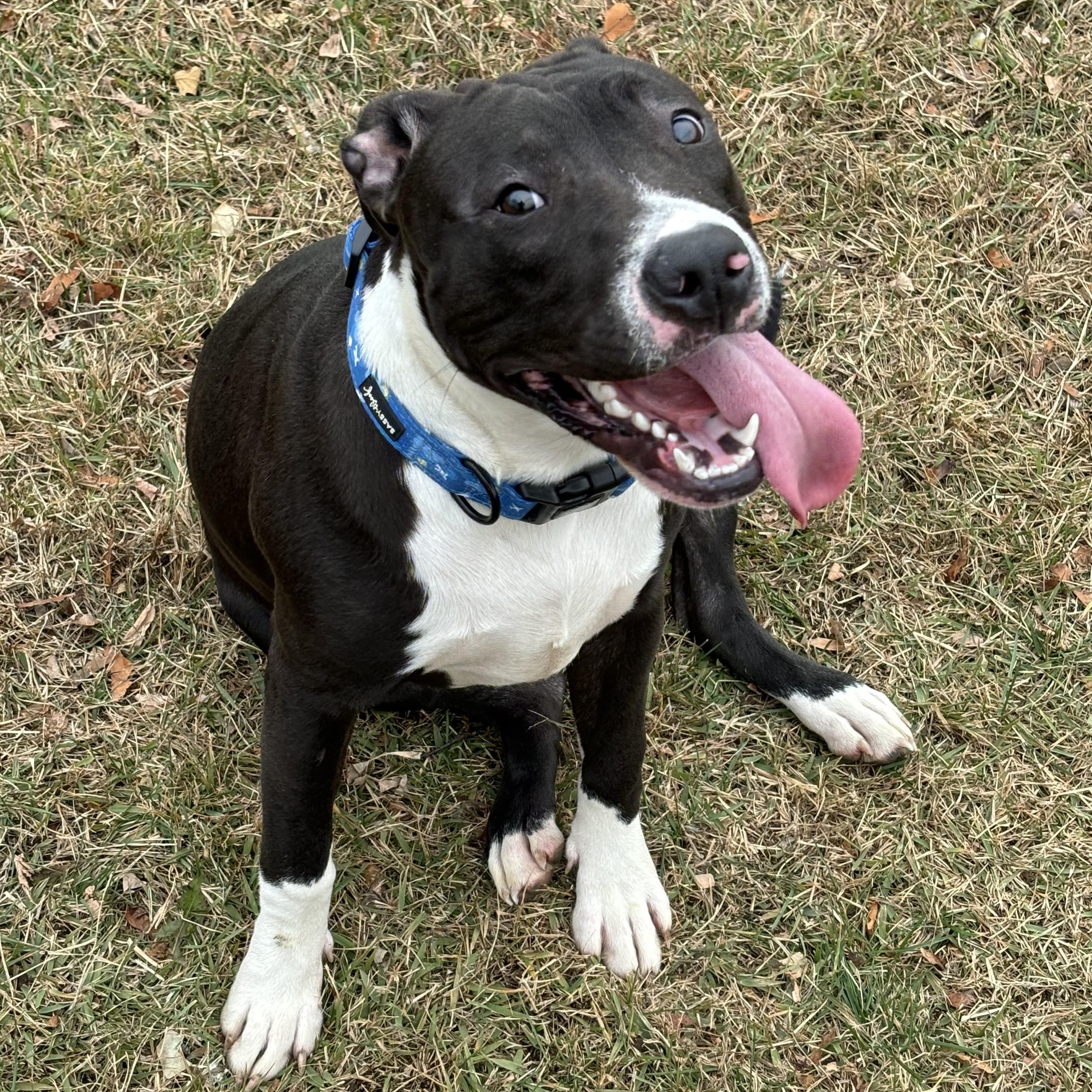 Lacy, a Adoptable Pit Bull Terrier in Milford, CT image 1/4
