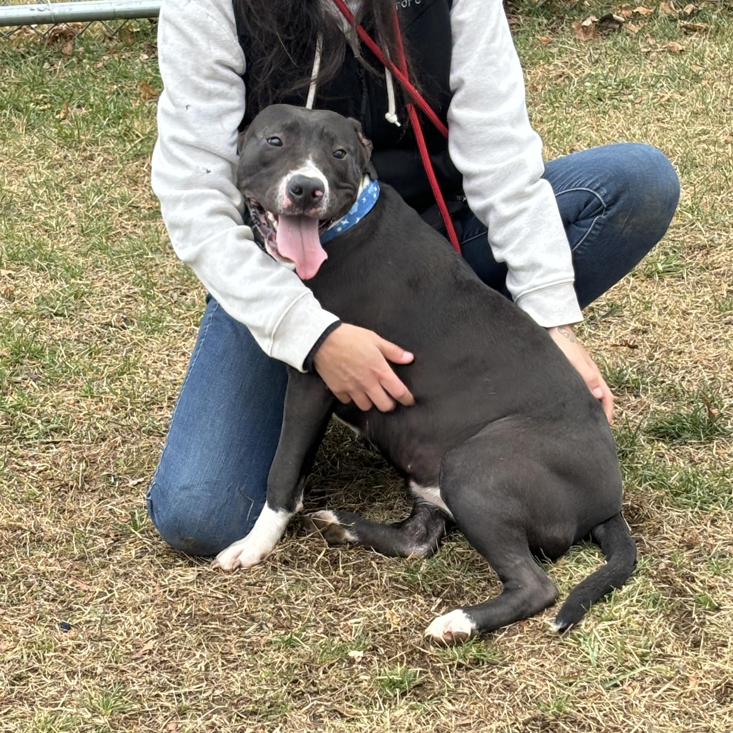 Lacy, a Adoptable Pit Bull Terrier in Milford, CT image 2/4