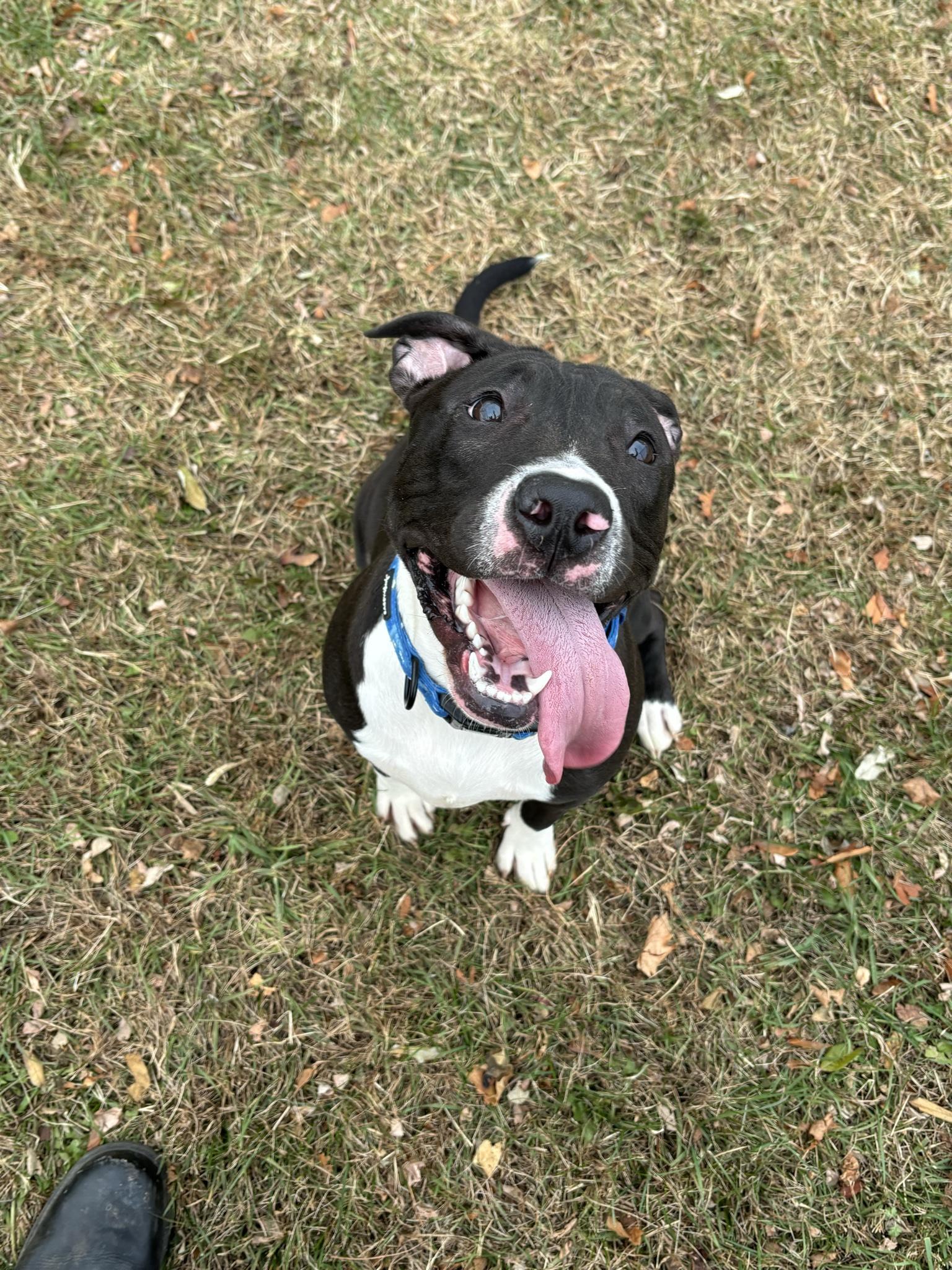 Lacy, a Adoptable Pit Bull Terrier in Milford, CT image 3/4