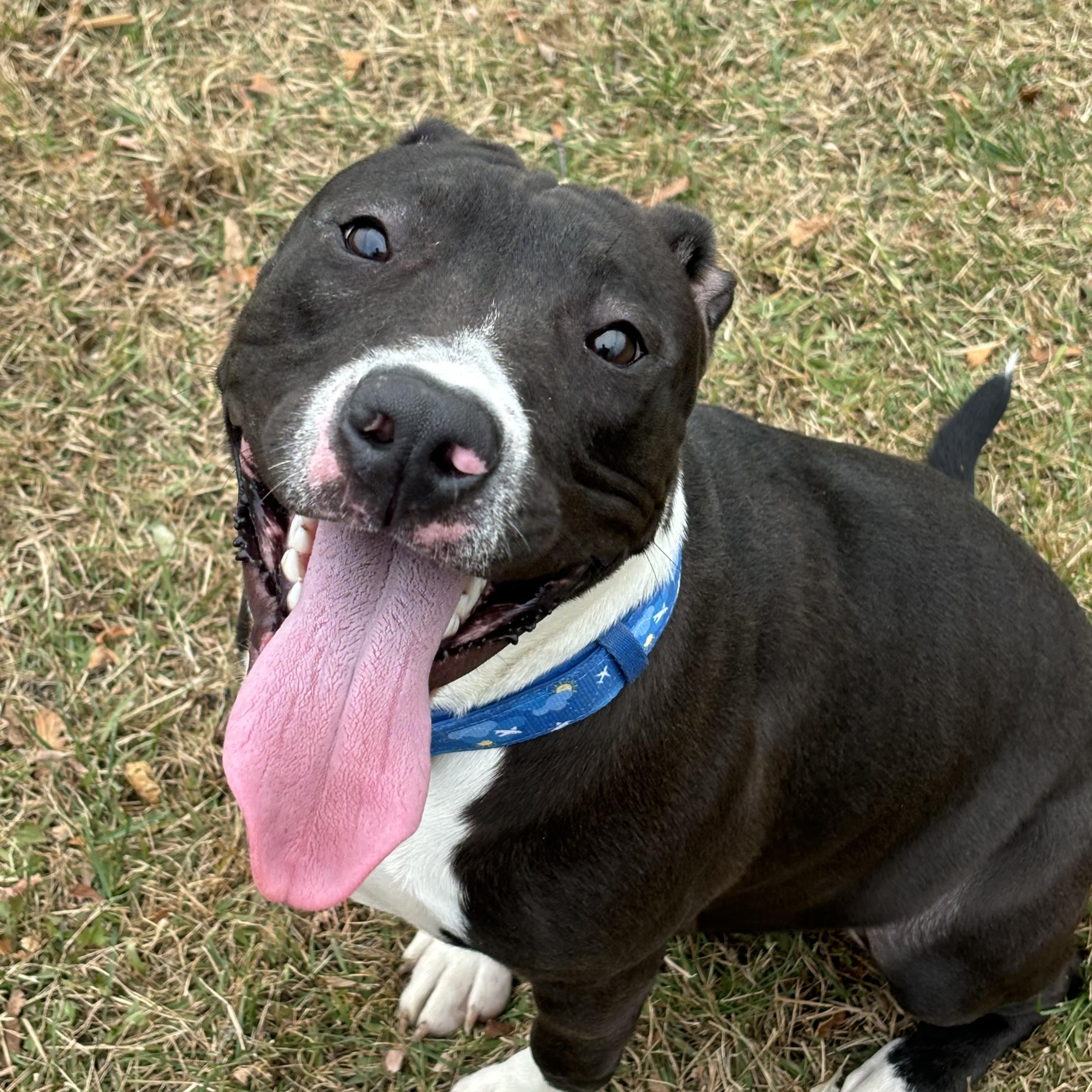 Lacy, a Adoptable Pit Bull Terrier in Milford, CT image 4/4