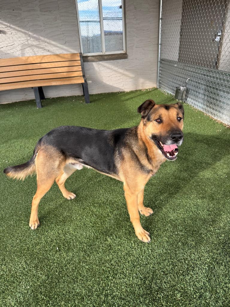 Enlarge Homer, a Adoptable mixed breed in Chino Valley, AZ image 3/6