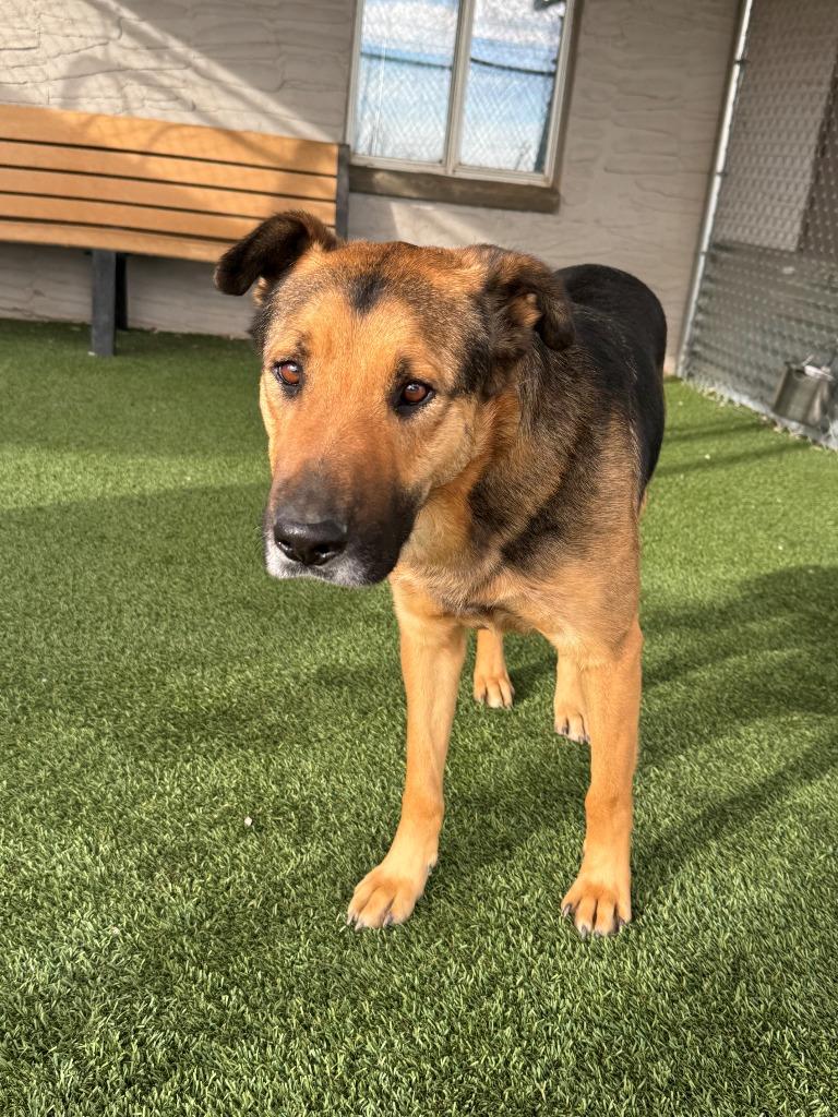 Enlarge Homer, a Adoptable mixed breed in Chino Valley, AZ image 4/6