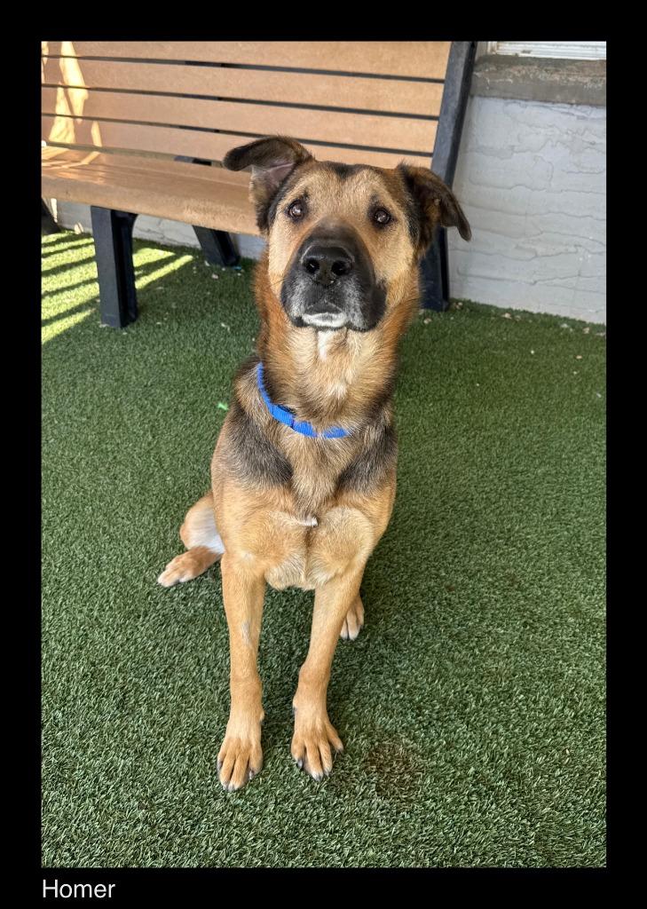 Enlarge Homer, a Adoptable mixed breed in Chino Valley, AZ image 5/6